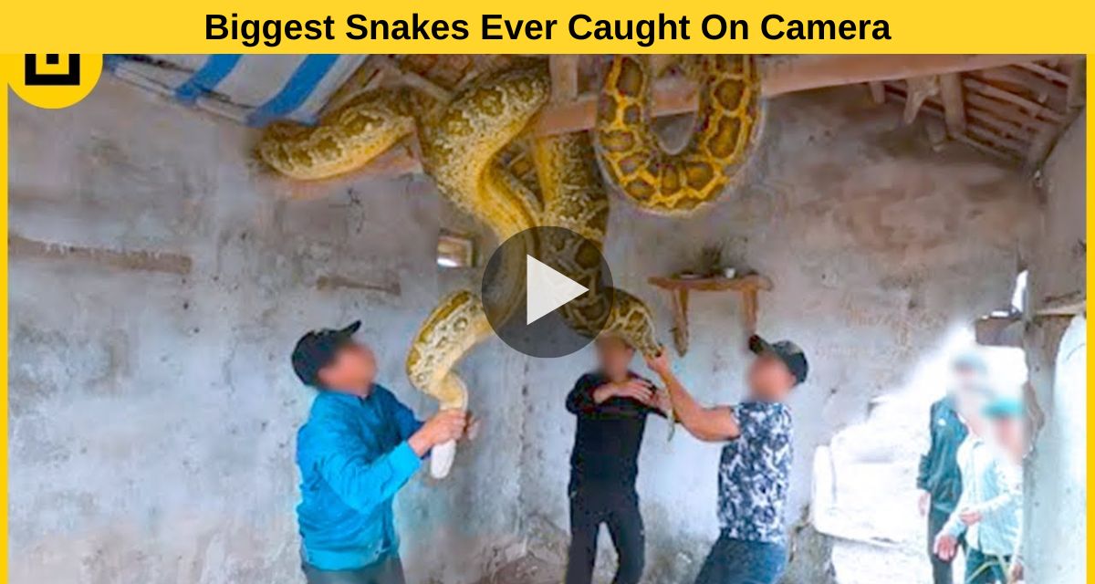 Everyone's bad condition in catching the python