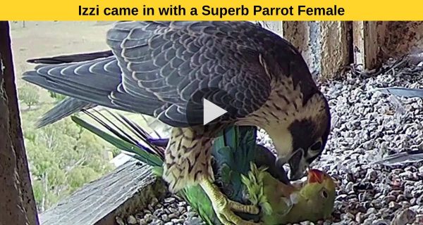 video: When the big bird did bad to the parrot