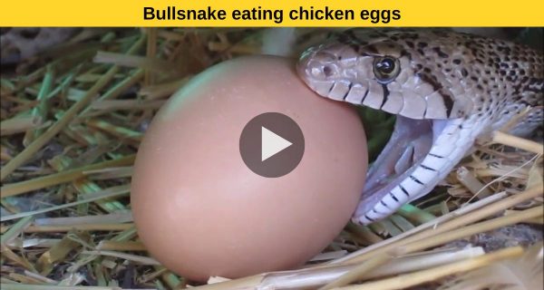 Additionally to humans , bull snake also like chicken eggs.