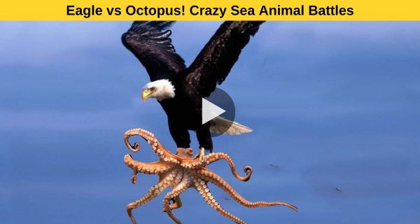 Look at the battle , Nature Bird in opposition to Marine Species.