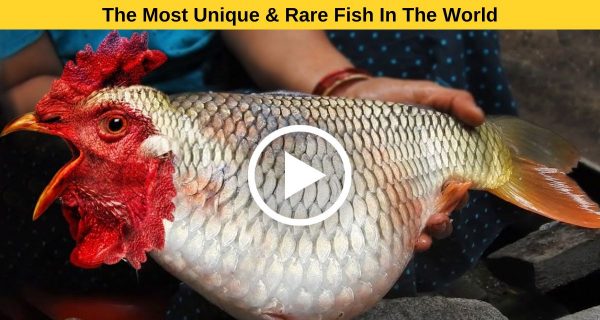 6 Exclusive fishes , whose existence you never knew before.