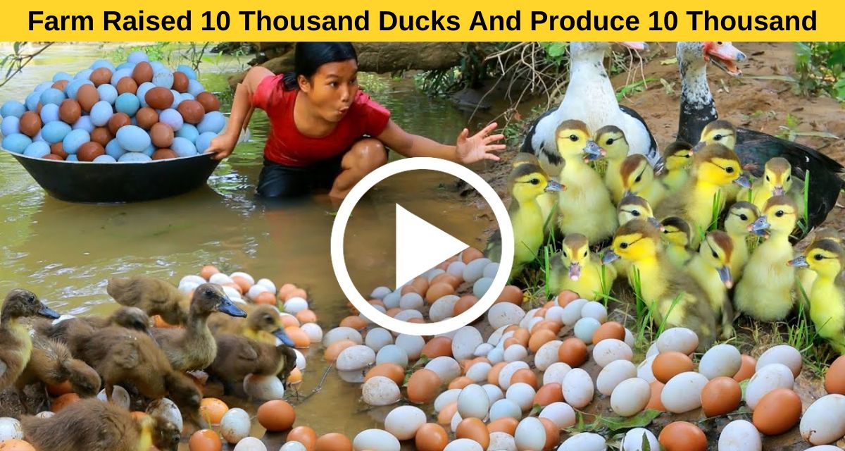 Why you should consider duck farming as your line of work?