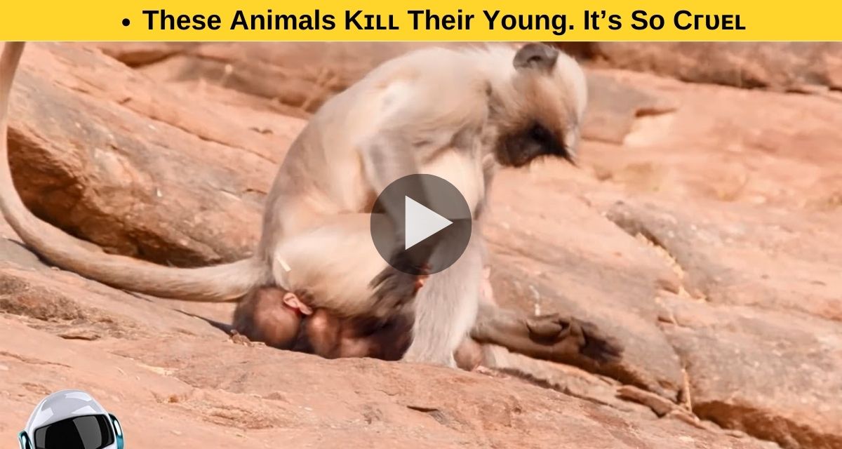 Monkey did such a feat, you will enjoy watching the video