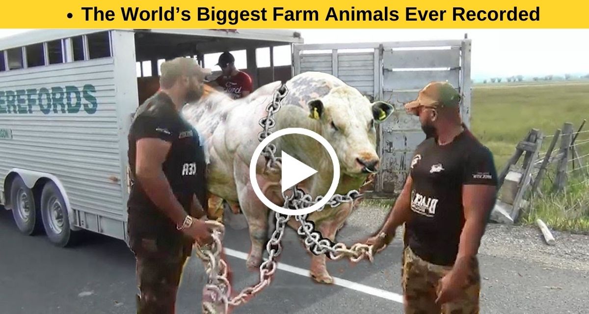 Farm animals who broke world records by virtue of their size.