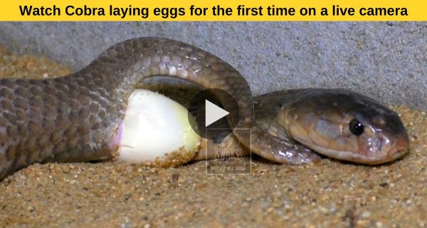 Such a video of snake which you have never seen, watch viral video