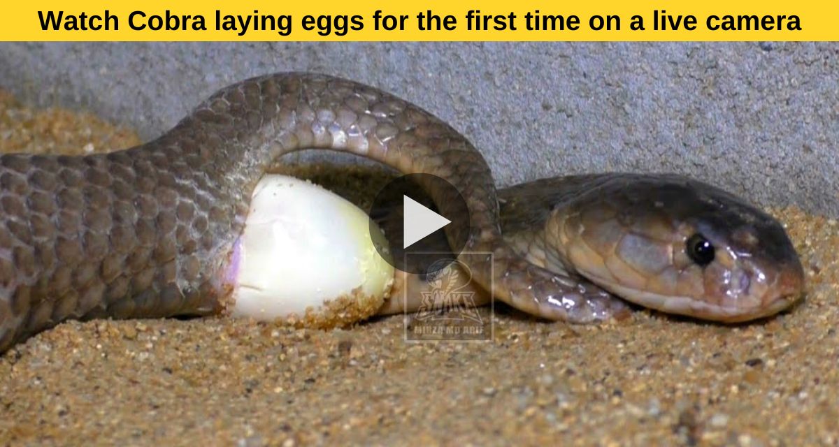 Such a video of snake which you have never seen