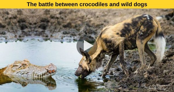 Nile Crocodiles VS Wild Dogs, watch video