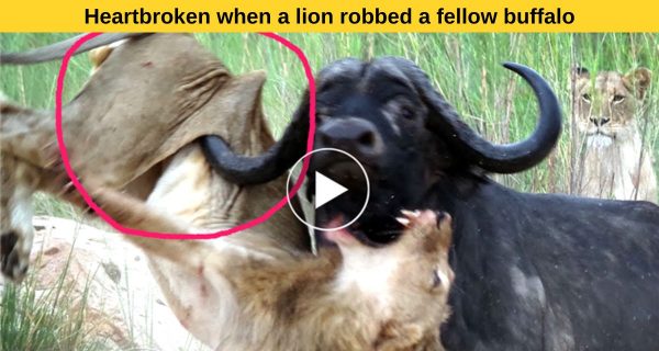 Shocking : Buffalo did such a hal to the lion, watch the great video