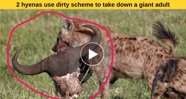 2 hyenas killed a wild big buffalo
