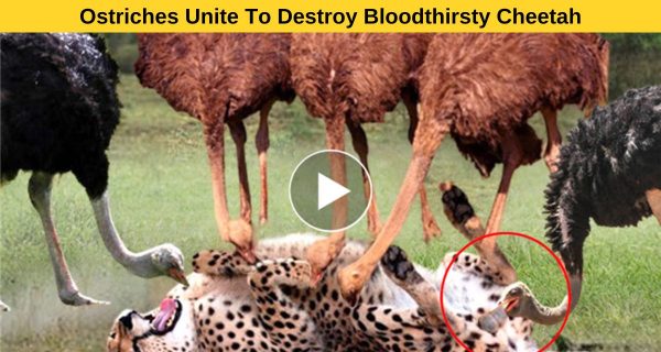 Ostriches collaborate to pull down the homicidal cheetah.