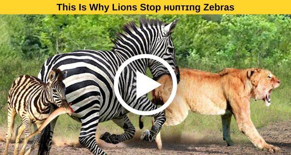 Why lions ceased devouring one of its favourite food?