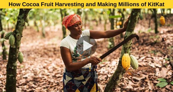 How Cocoa Fruit Harvesting and Making Millions of KitKat
