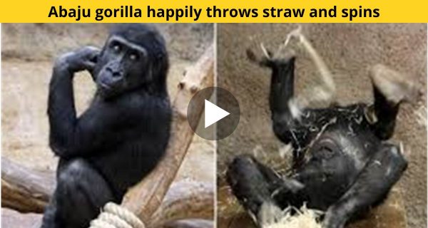 Whenever guests visit, the Abaju gorilla joyfully tosses straw and spins around the cage.