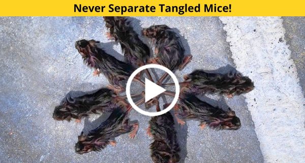 Never contemplate untangling the tangled mice since these mice are filthy.