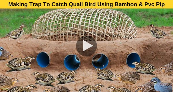 Discover how to use bamboo and pvc pipe to construct a reliable quail bird trap.