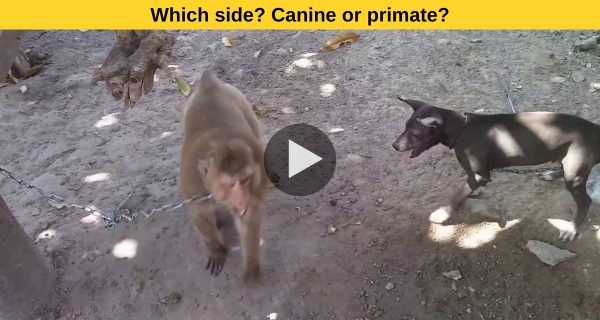Which side? Canine or primate?