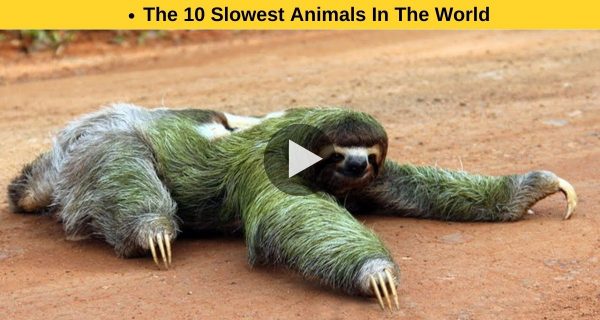 Presented to you the list of slowest animals.