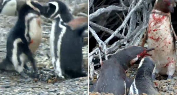 Penguin fight video goes viral – Watch Video