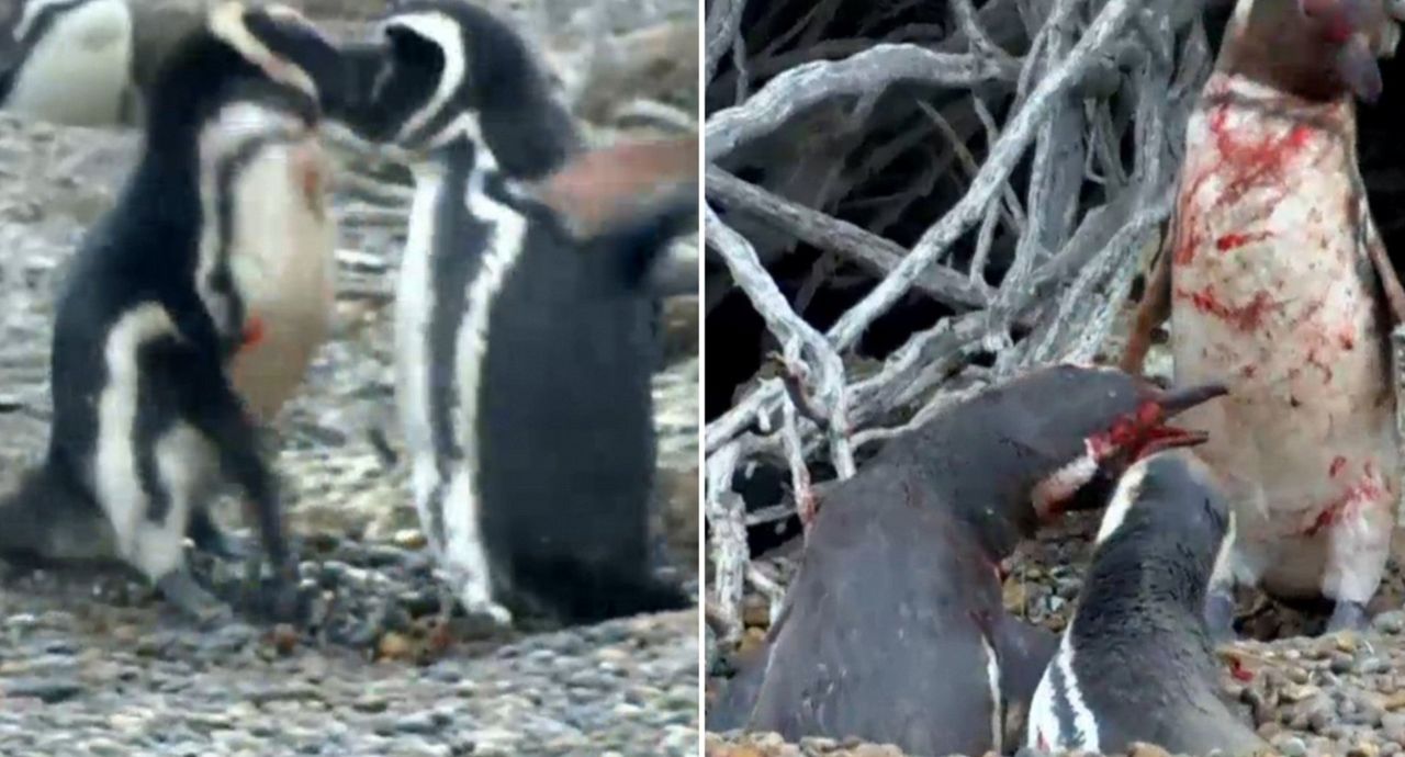 Penguin fight video goes viral