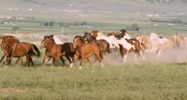 Slow Motion Horses and Cowboys in Utah USA – Watch Video