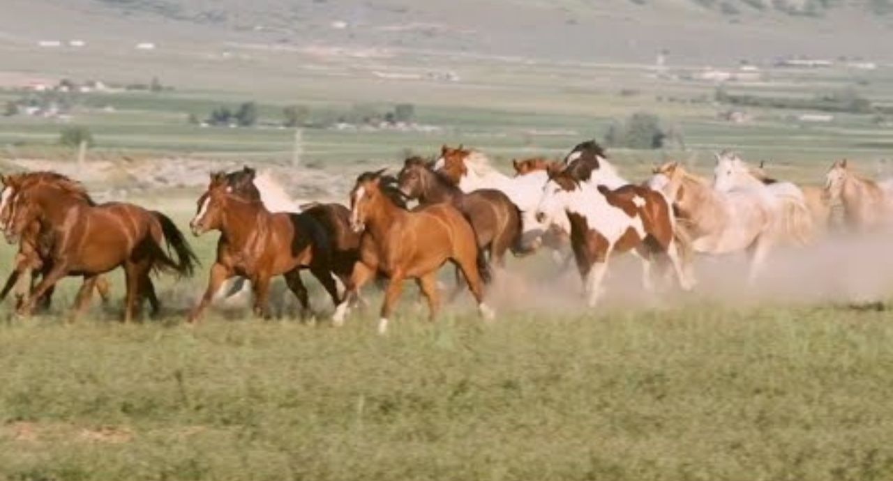 Slow Motion Horses and Cowboys in Utah USA