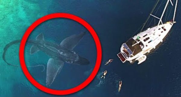 Sea Monsters Caught Attacking Boats On Camera –  Watch Video