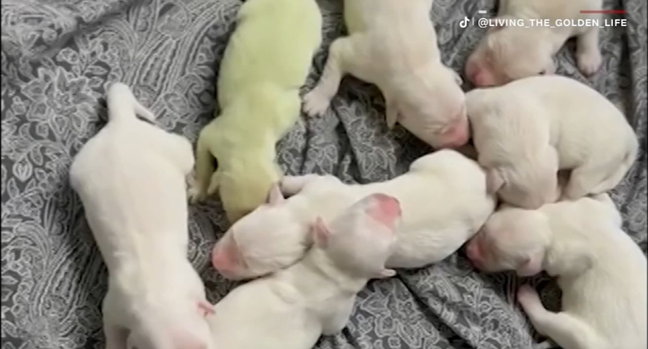 Shamrock the golden retriever puppy was born bright green