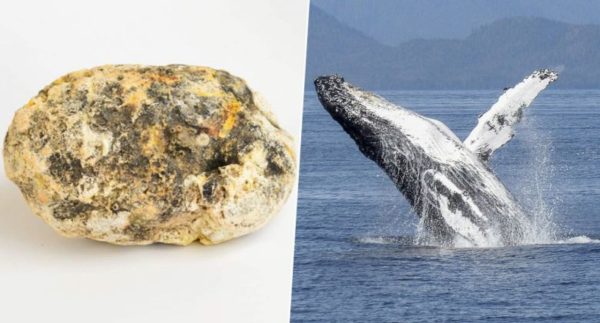 Thai fisherman finds whale vomit worth over US$1 million – Watch Video