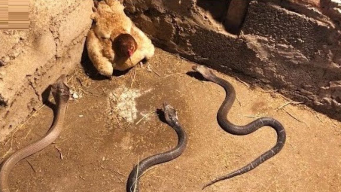 15 Moments When Snakes Messed With The Wrong Opponents