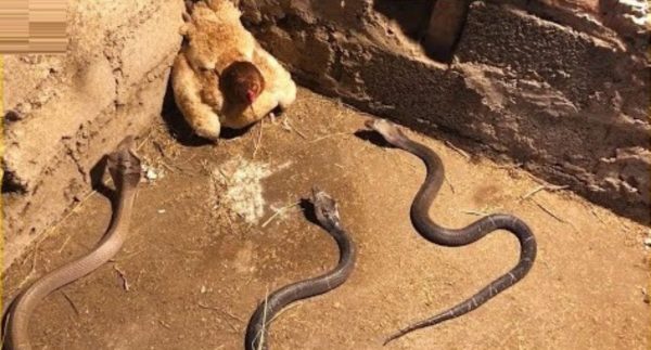 15 Moments When Snakes Messed With The Wrong Opponents – Watch Video