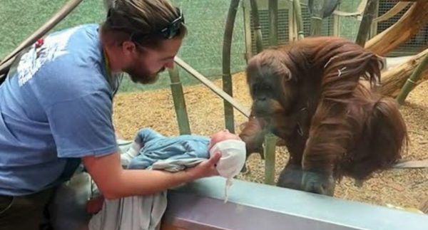 The Orangutan wanted to see the baby – Funniest Monkey Videos : Watch Now