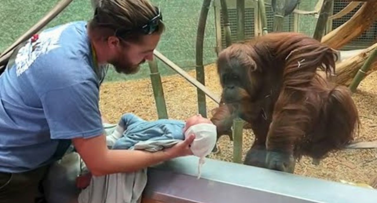 The Orangutan wanted to see the baby