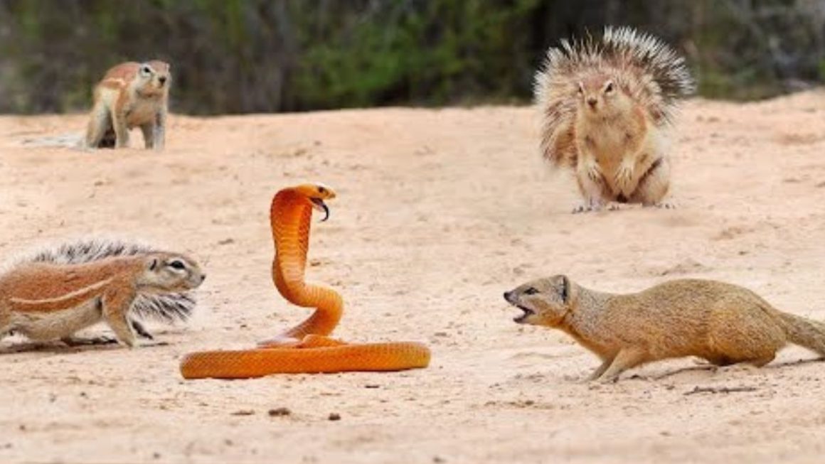 1 COBRA VERSUS 7 SQUIRRELS AND A MONGOOSE