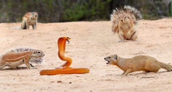 1 COBRA VERSUS 7 SQUIRRELS AND A MONGOOSE – Watch This Viral Fight Video