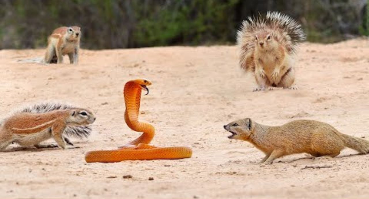 1 COBRA VERSUS 7 SQUIRRELS AND A MONGOOSE