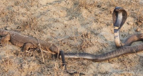 Black Cobra vs Monitor Lizard – Watch This Viral Video