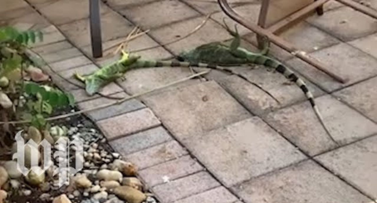 Frozen Iguanas Drop From Trees in Florida