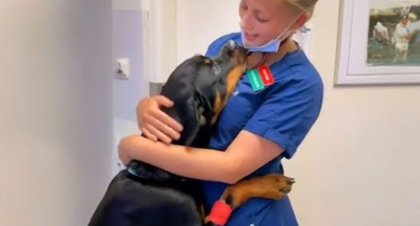 Big Dog’s Heartwarming Thank You to the Vet Who Made Him All Better! – Watch Video