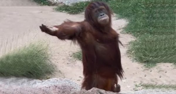 Laugh a Lot With The Funny Moments Of Monkeys – Watch Video