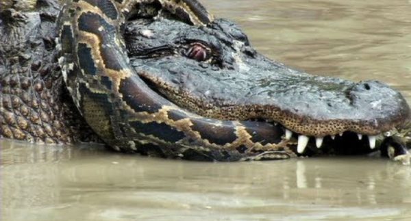 Python vs Alligator 10 — Real Fight — Python attacks Alligator :  Watch Video