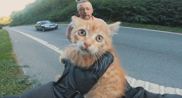 Kitten Rescued From the Street : Watch Video