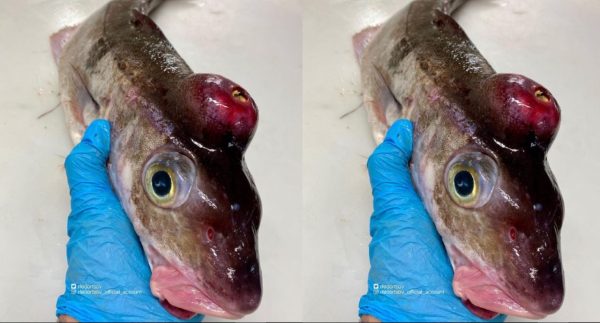 Video of ‘alien’ fish goes viral – Watch Video