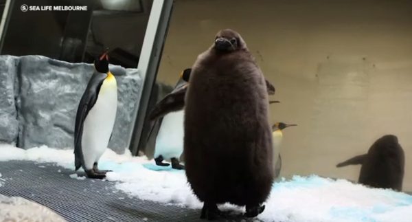 Huge Australian king penguin chick Pesto grows into social media star – watch video