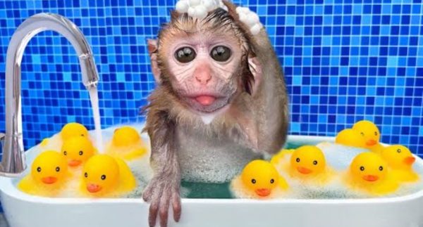 Baby Monkey Chu Chu Plays Water Park With Puppies And Eats Ice Cream Viral video – Watch Now