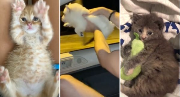 This Week’s Top 7 Cutest (and Strangest) Viral Pet Videos