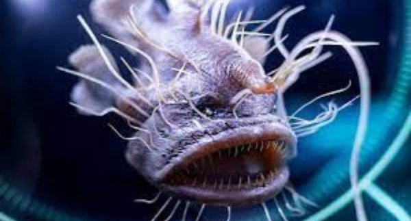 10 SCARY Sea Creatures Caught On Tape – Watch Video