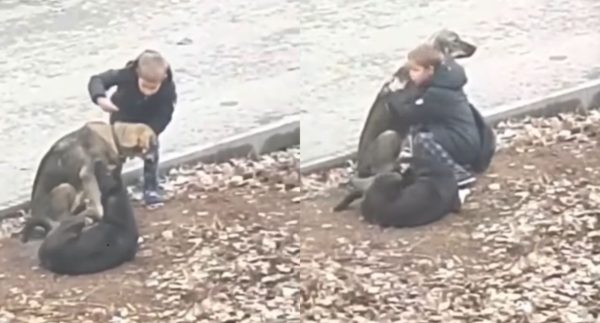 Boy Stops To Hug Stray Dogs When He Thinks That No One’s Watching – Watch video