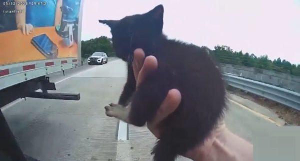 Florida police officer saves kitten from middle of busy highway – Watch video