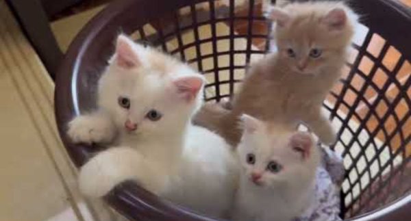 Funniest Cats Video Viral on Social Media : Watch Now