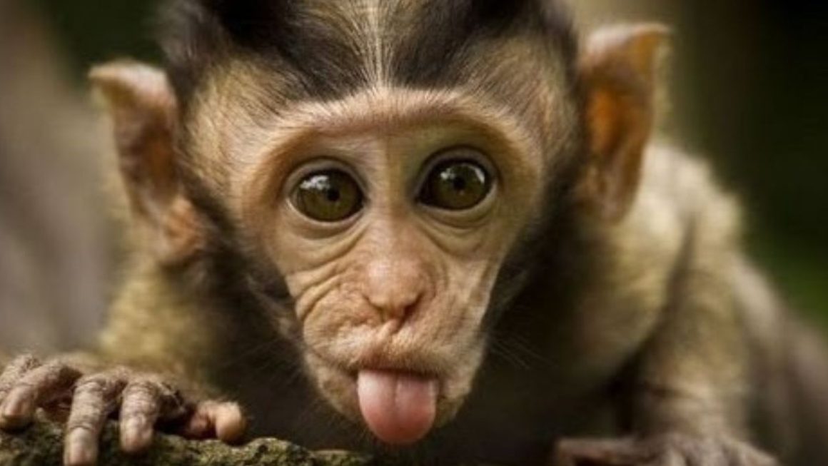 Funny monkeys will make you laugh hard